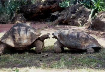 Male Tortoises fighting