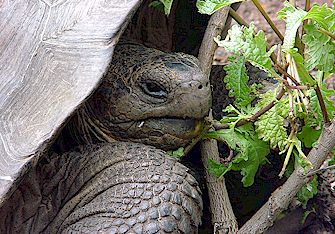 Galapagos Giant Tortoise