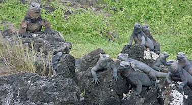 Iguanas in a group